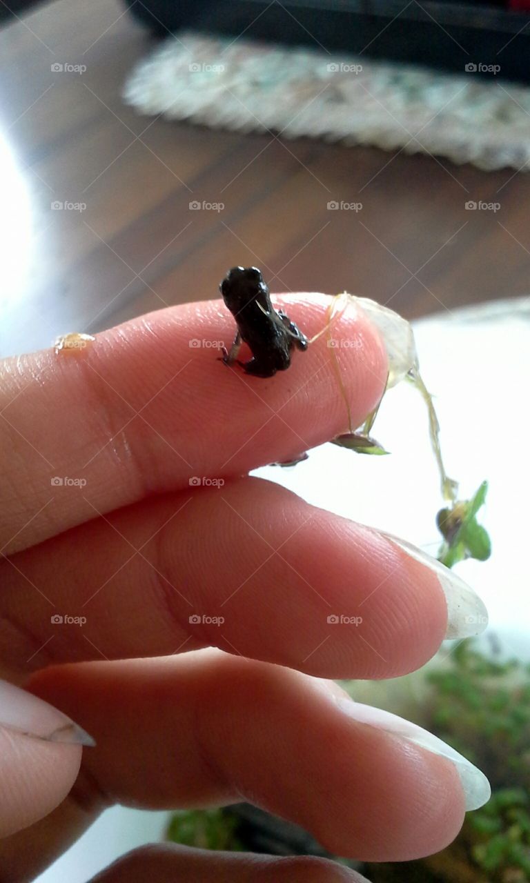 Tiny Frog