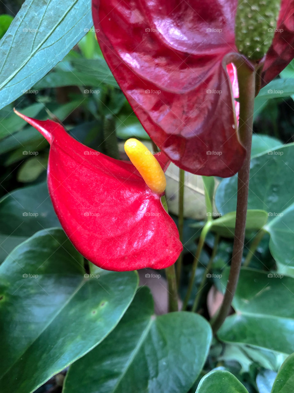 Anthurium plant 