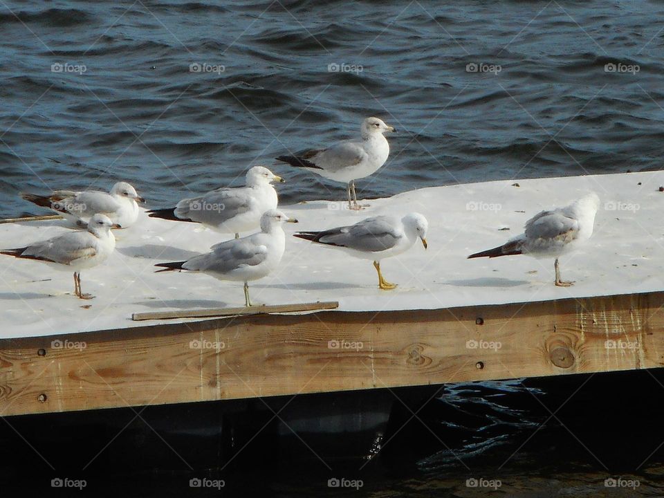 A flock of birds stands on the dock on the lake at Cranes Roost Park in Altamonte Springs, Florida.