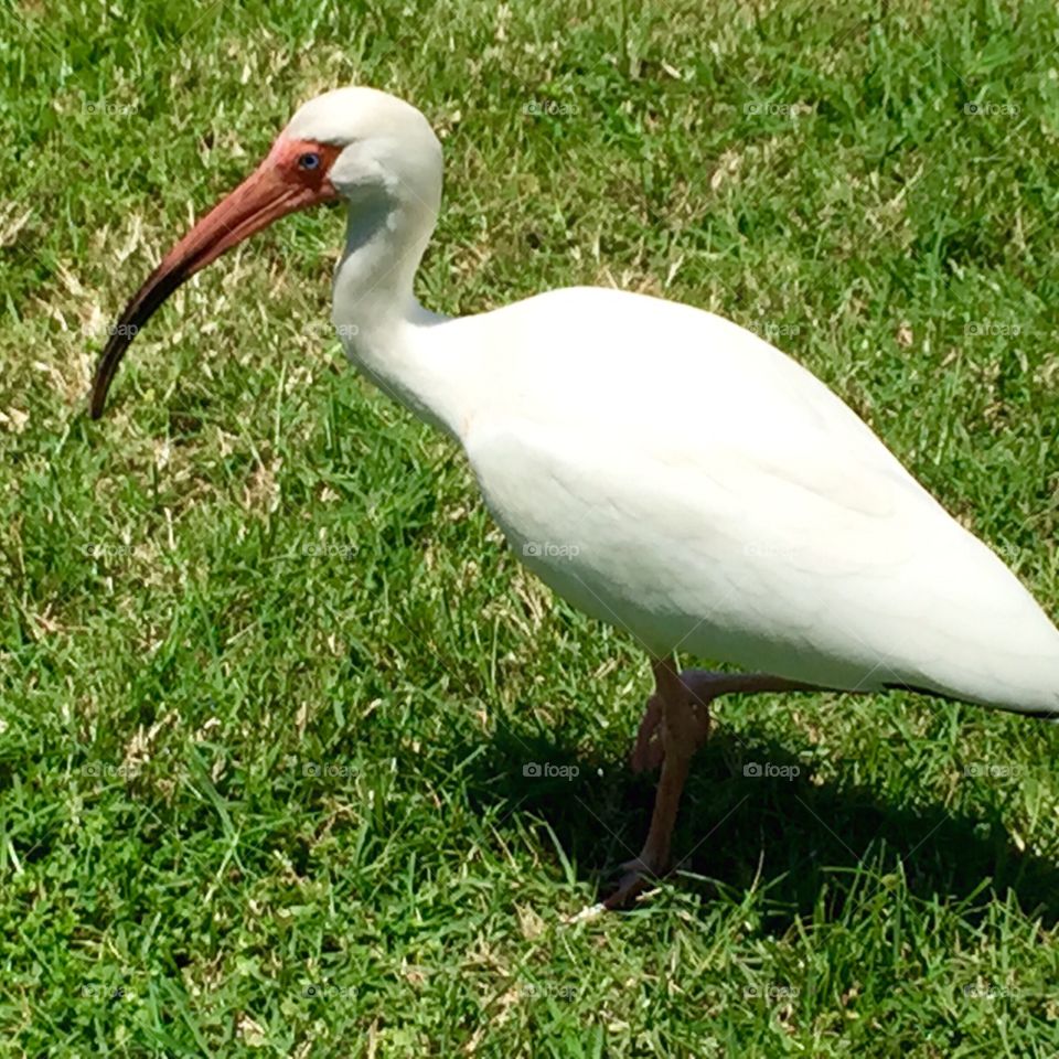 White Ibis. A White Inis stops in for a snack.