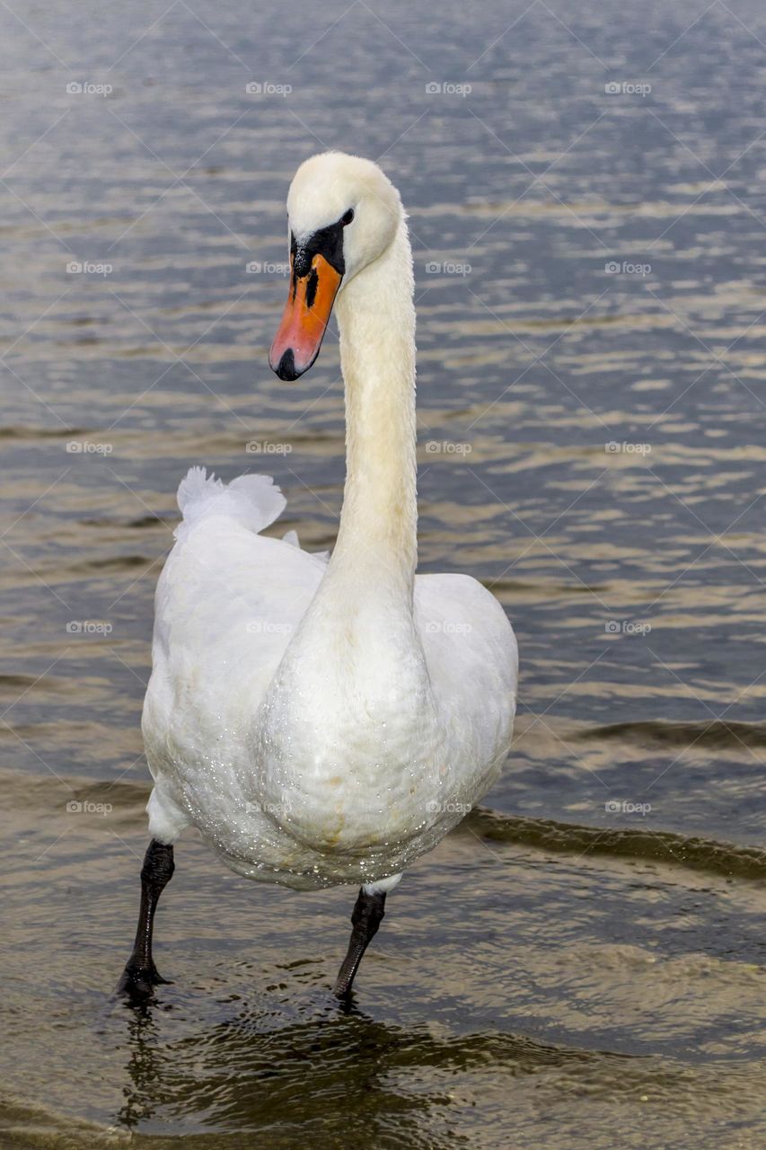 Swan