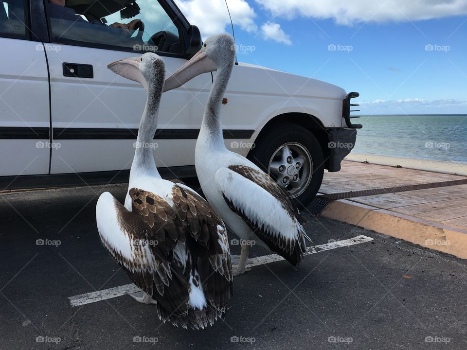 Hungry Pelicans begging for food from
People In Parked car at beach In South Australia 