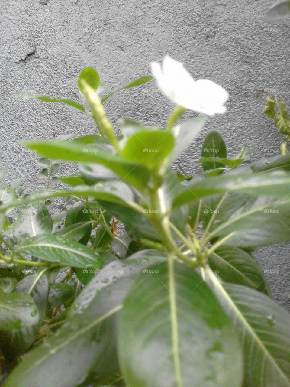 Beautiful White Colour Flower..
