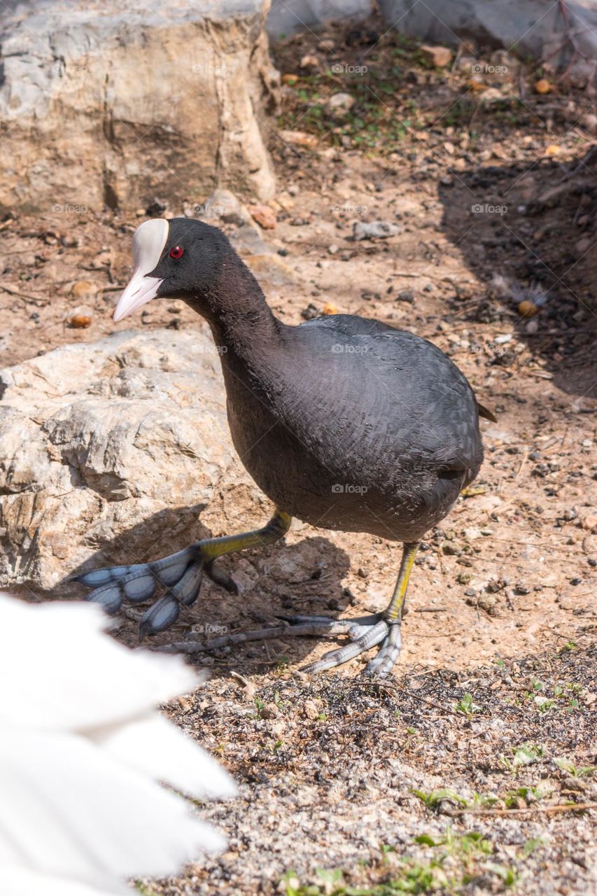 Close up image of a common coot (Fulica atra) facing the camera.