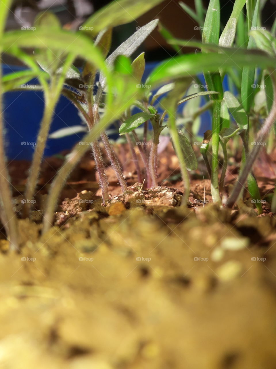 #Plant #Tomato #nature #beautiful #amazing #nice #wow