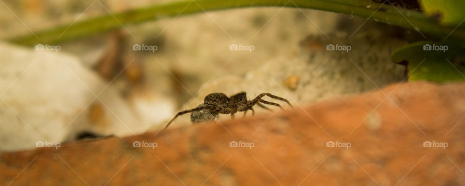 arachnid hunting at morning