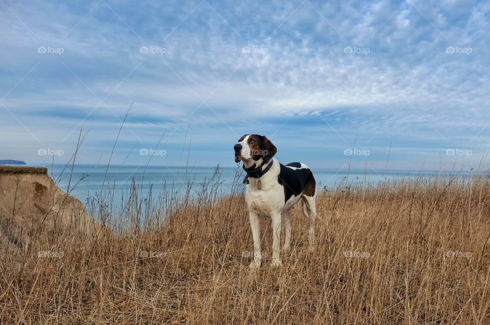 Walker Coonhound...