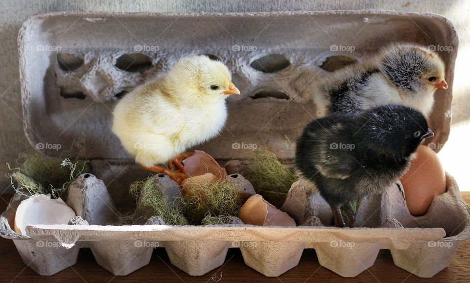 Newly born chicks in an egg carton with eggs and cracked shells.