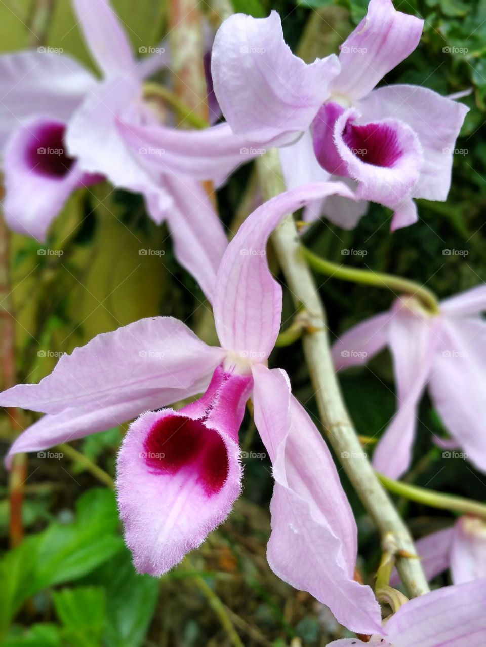 Dendrobium anosmum orchid