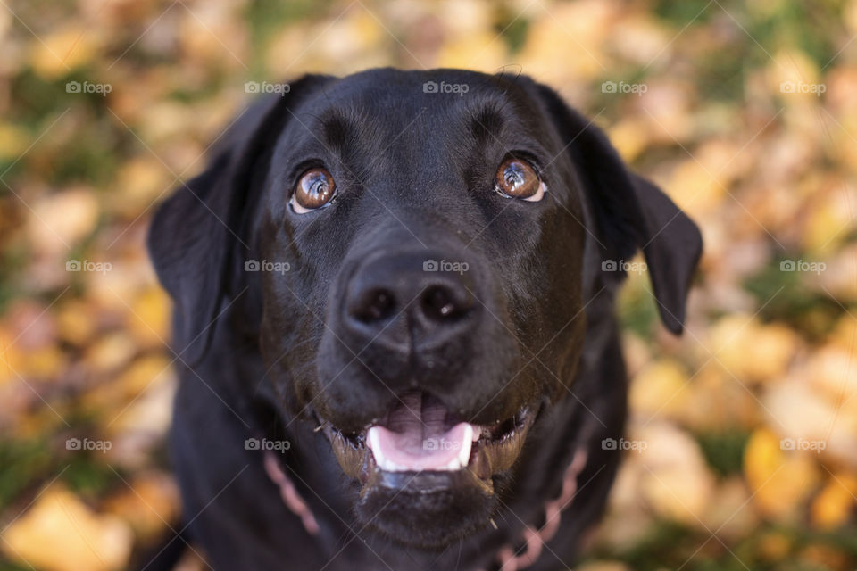 Close-up of  a black labrador