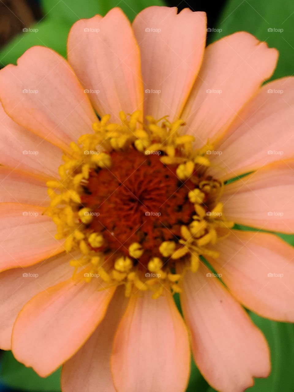 peach zinnias