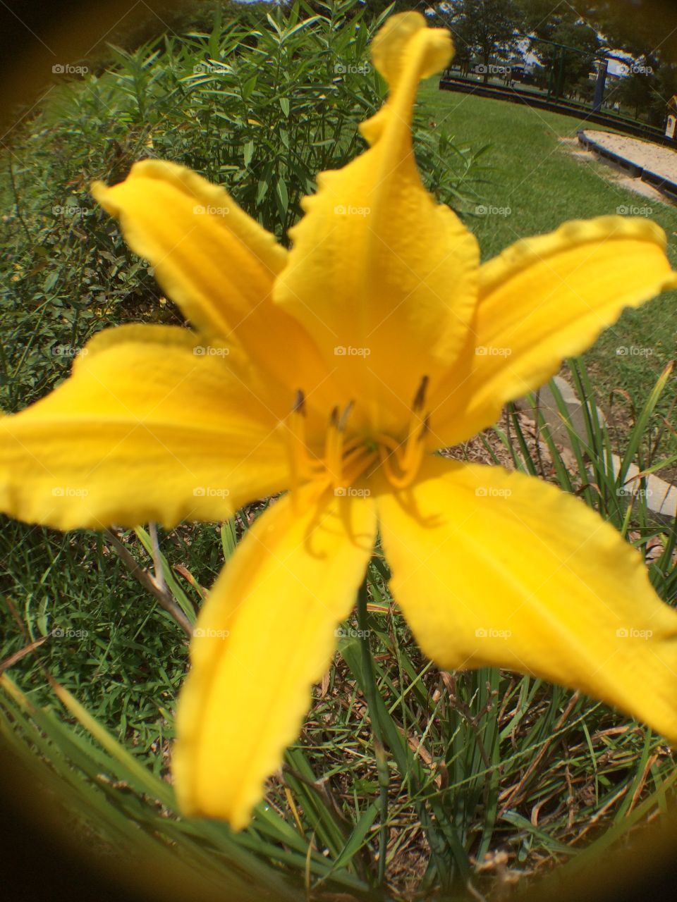 Yellow flower closeup!