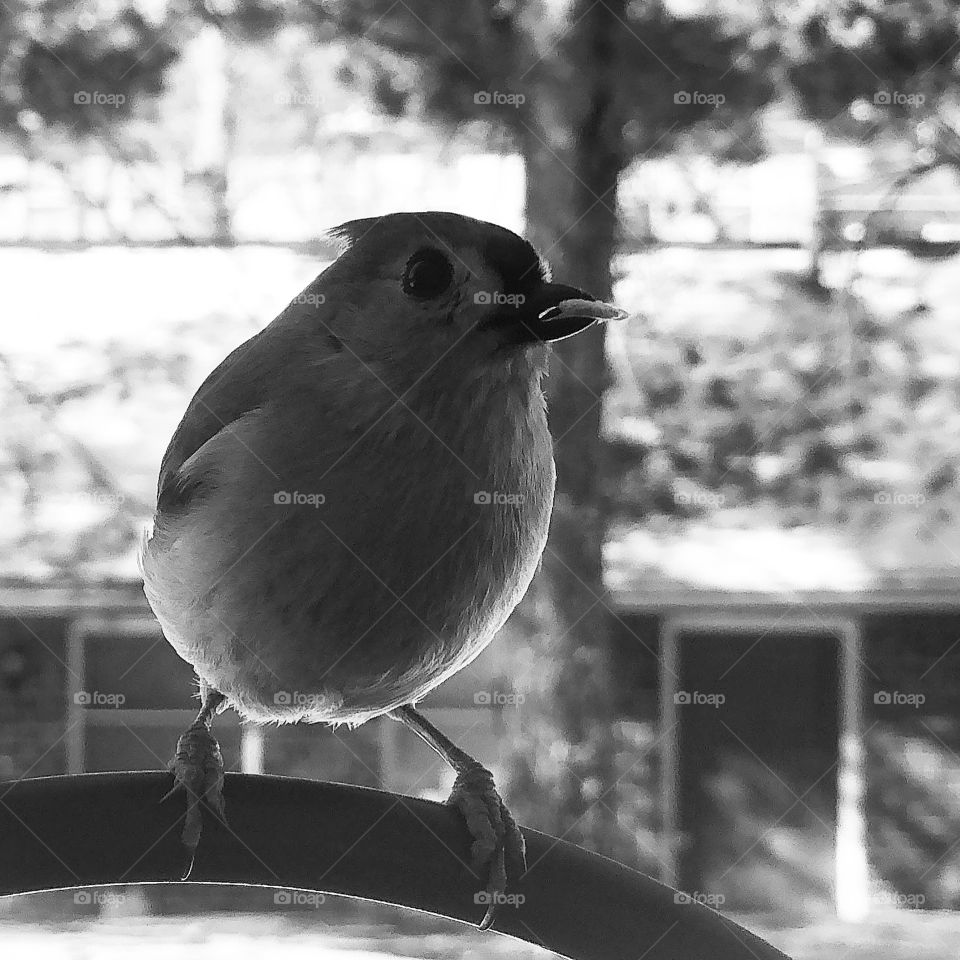 Titmouse holding sunflower seed in black and white 