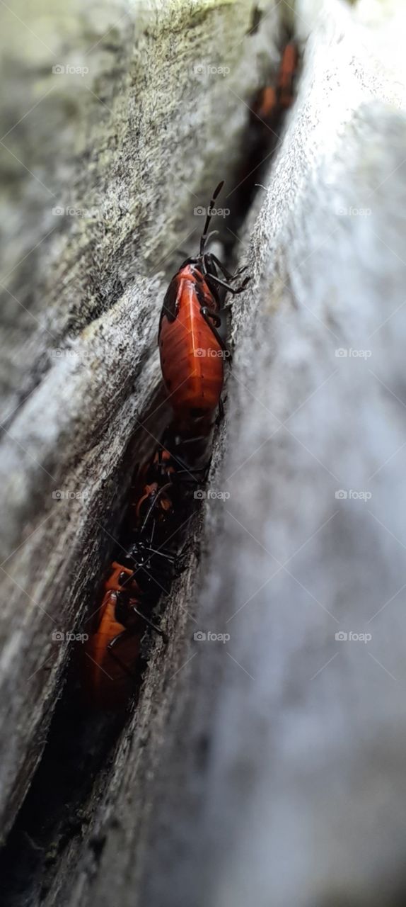 out and about and I found the little guys hiding from the sun in an old log