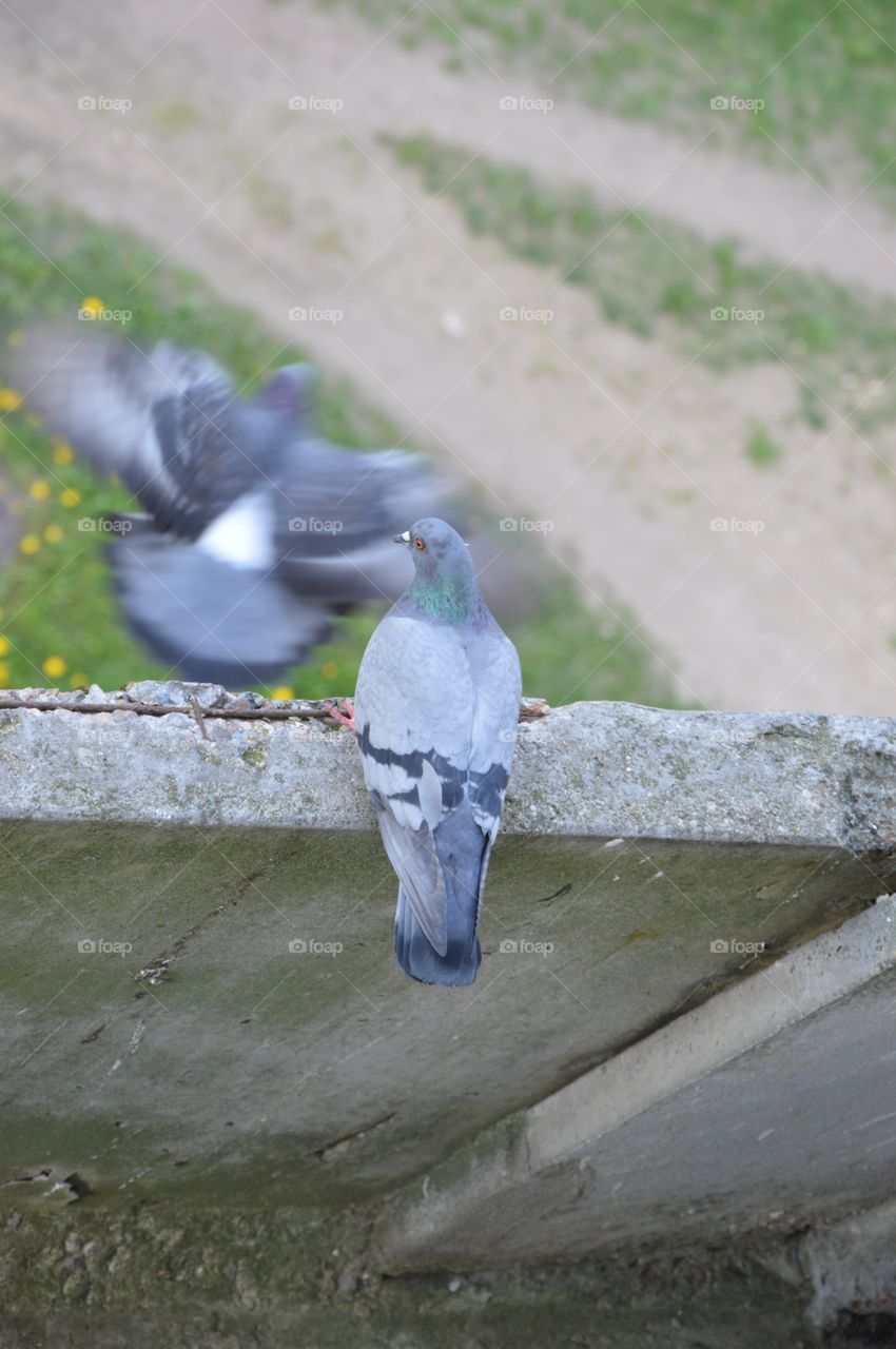 two pigeons at my balcony