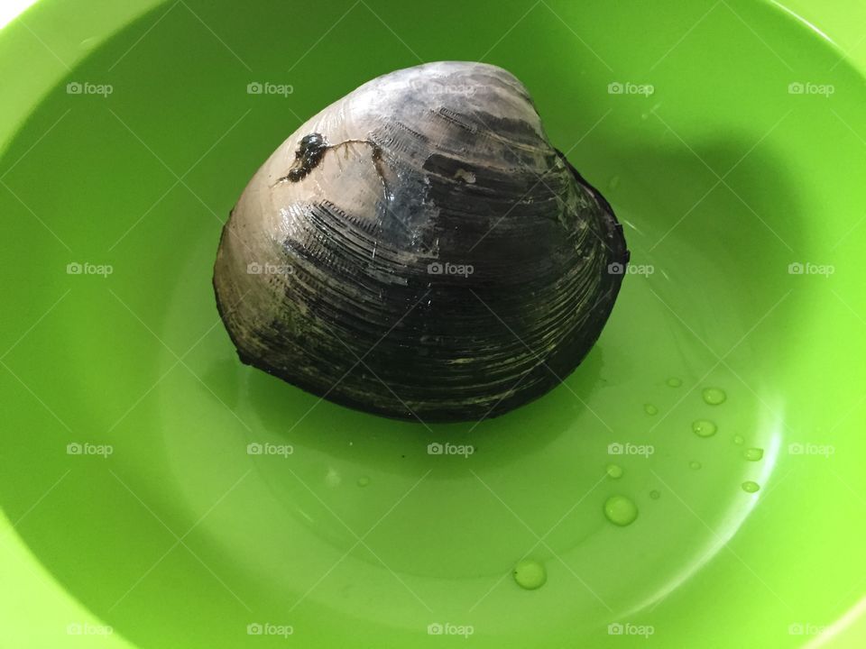 Clam in green bowl