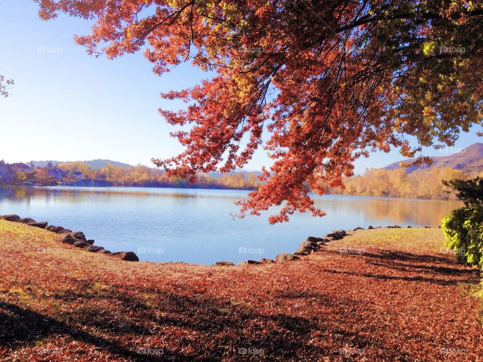 View of autumn trees near lake