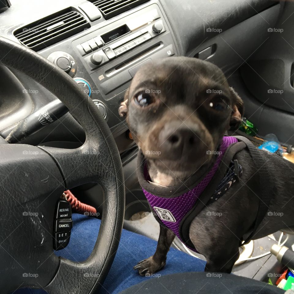 Black chihuahua puppy looking up at driver in a old car