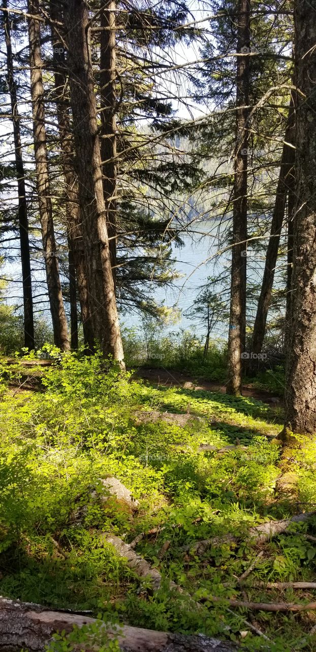 shoreline view of lake water through trees over green foliage on a sunny spring day