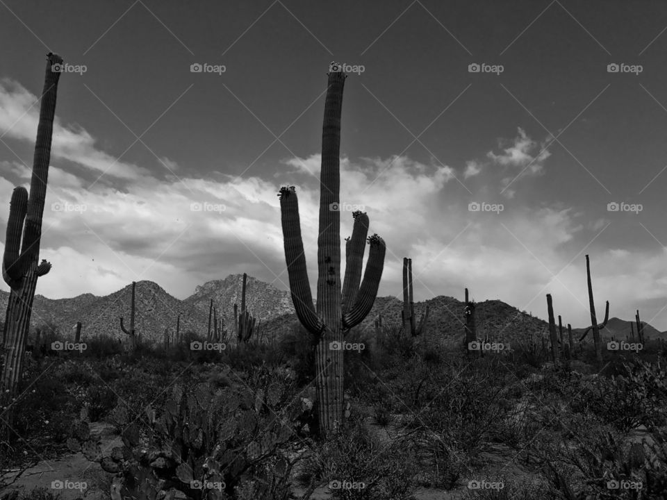 Nature - Desert Landscape Black and White 