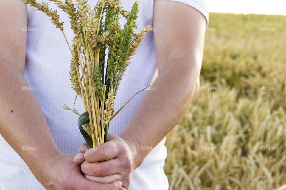 A man with bare hands holds a bouquet of spikelets of wheat