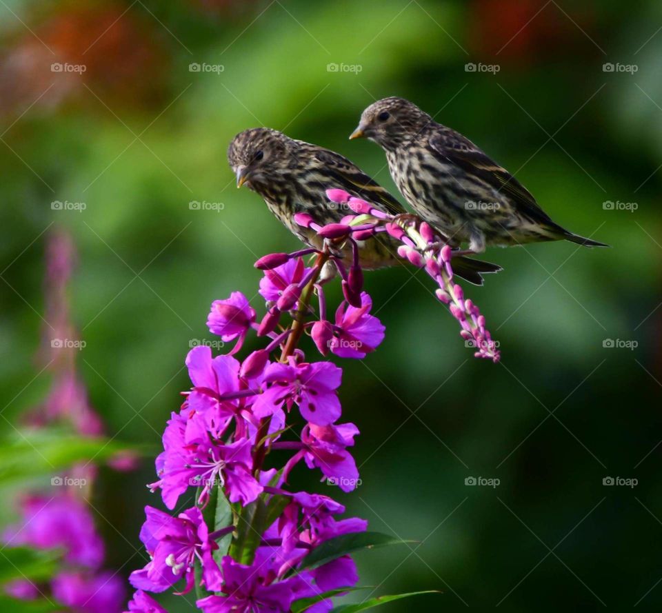 Flower, Nature, No Person, Garden, Leaf