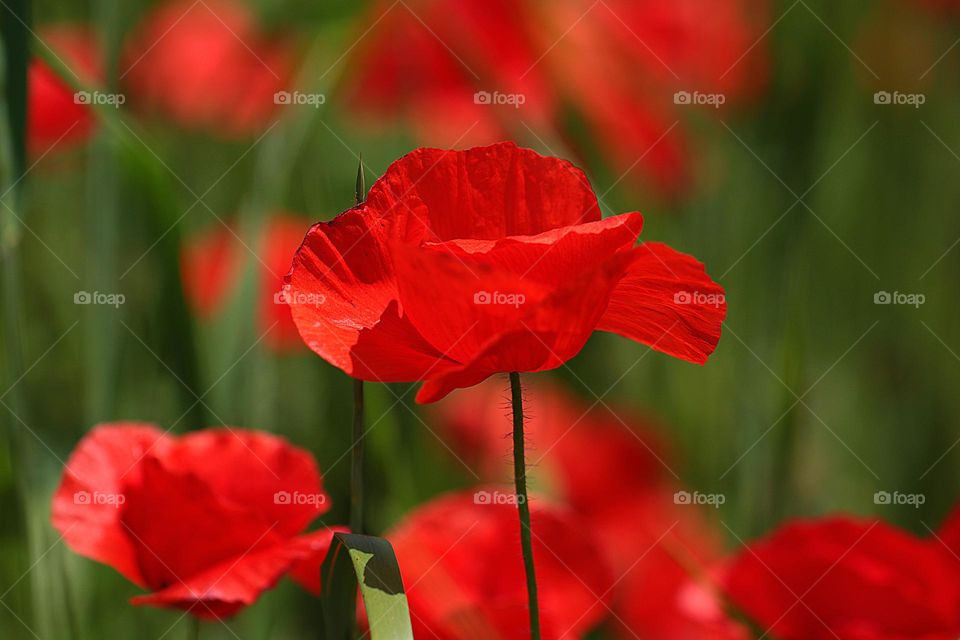 Einzelne Mohnblüte im Feld