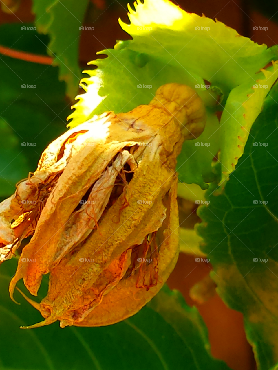 "Passion Flower Gone"