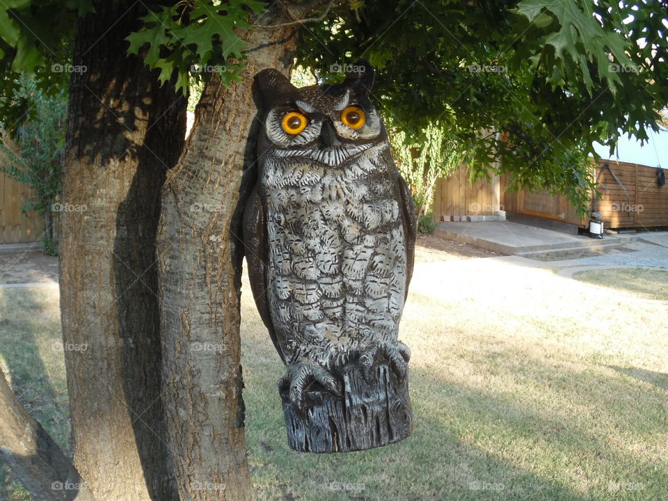 how many licks. This is a picture of a owl that is hanging in our tree. 👣 🚶 🏃 🔥 💨