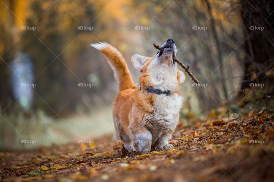 Welsh corgi pembroke in autumn park 