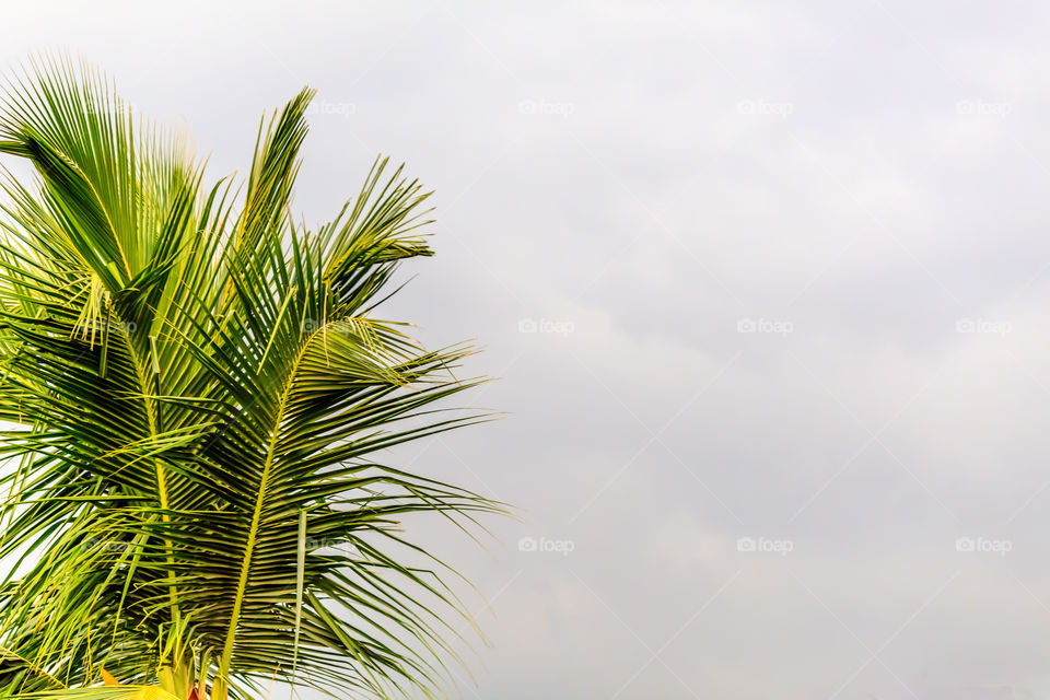 Coconut tree branch isolated on white background. Image was taken from tropical Caribbean beach island on a bright sunny summer day on a vertical landscape style from Mumbai, India, Asia