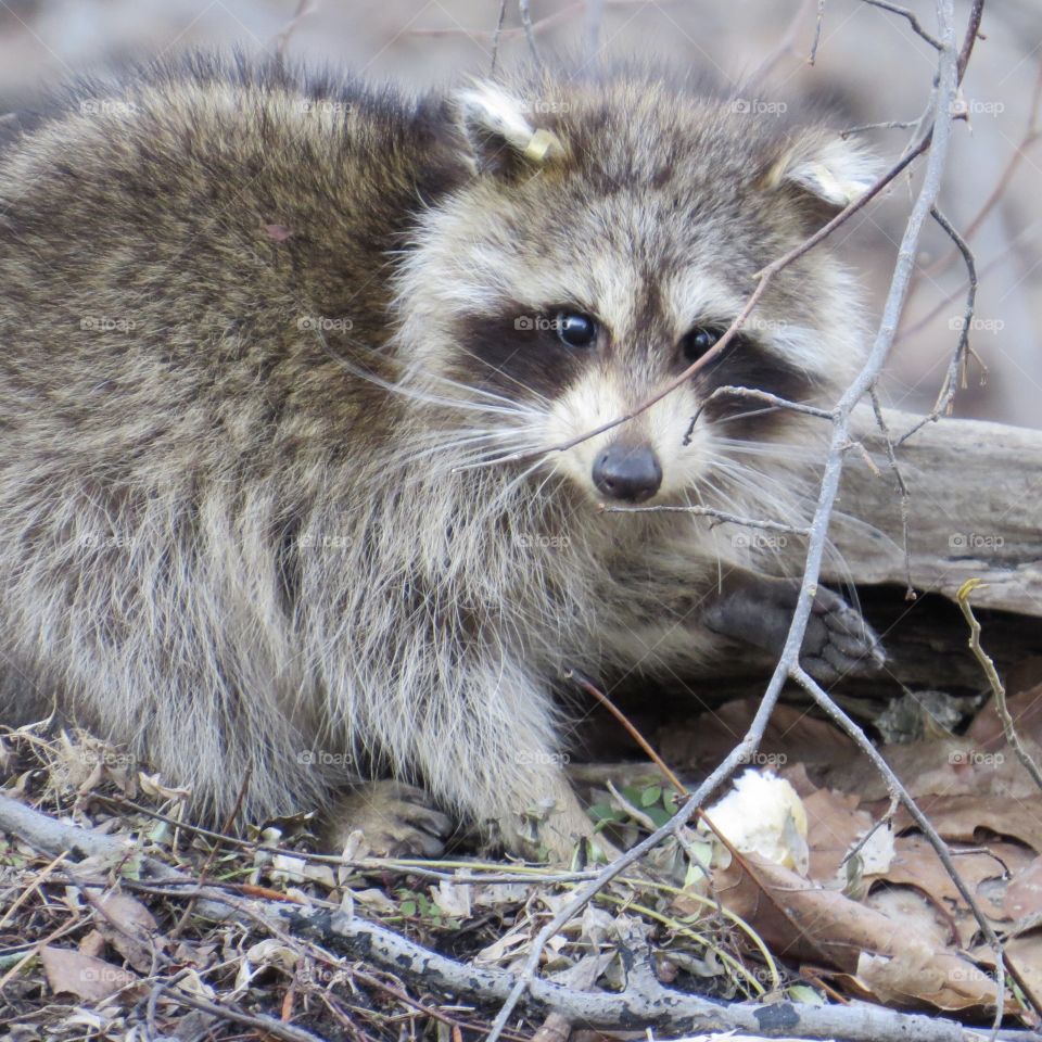 Raccoon in the woods