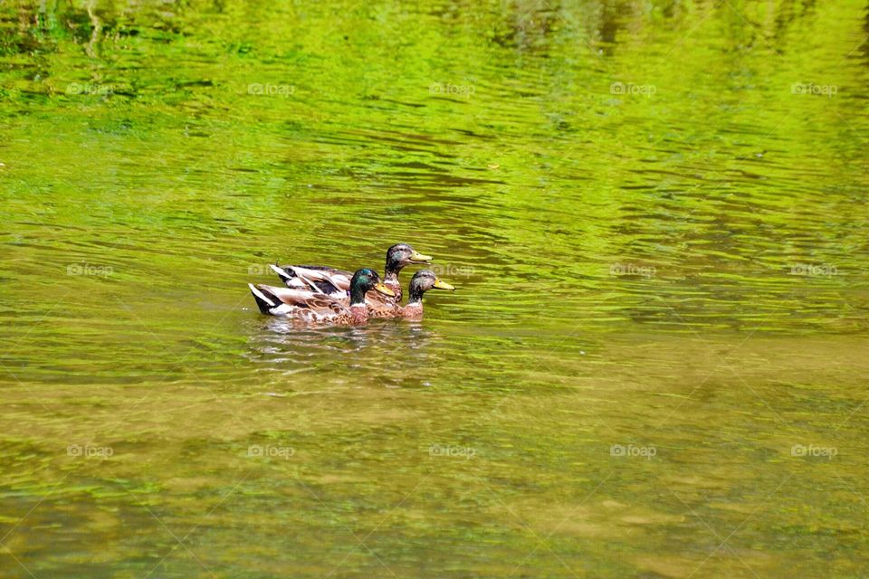 Ducks in the water. 