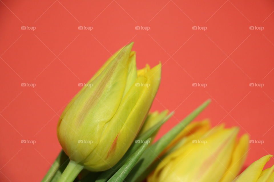 Yellow tulips on a red pallet 