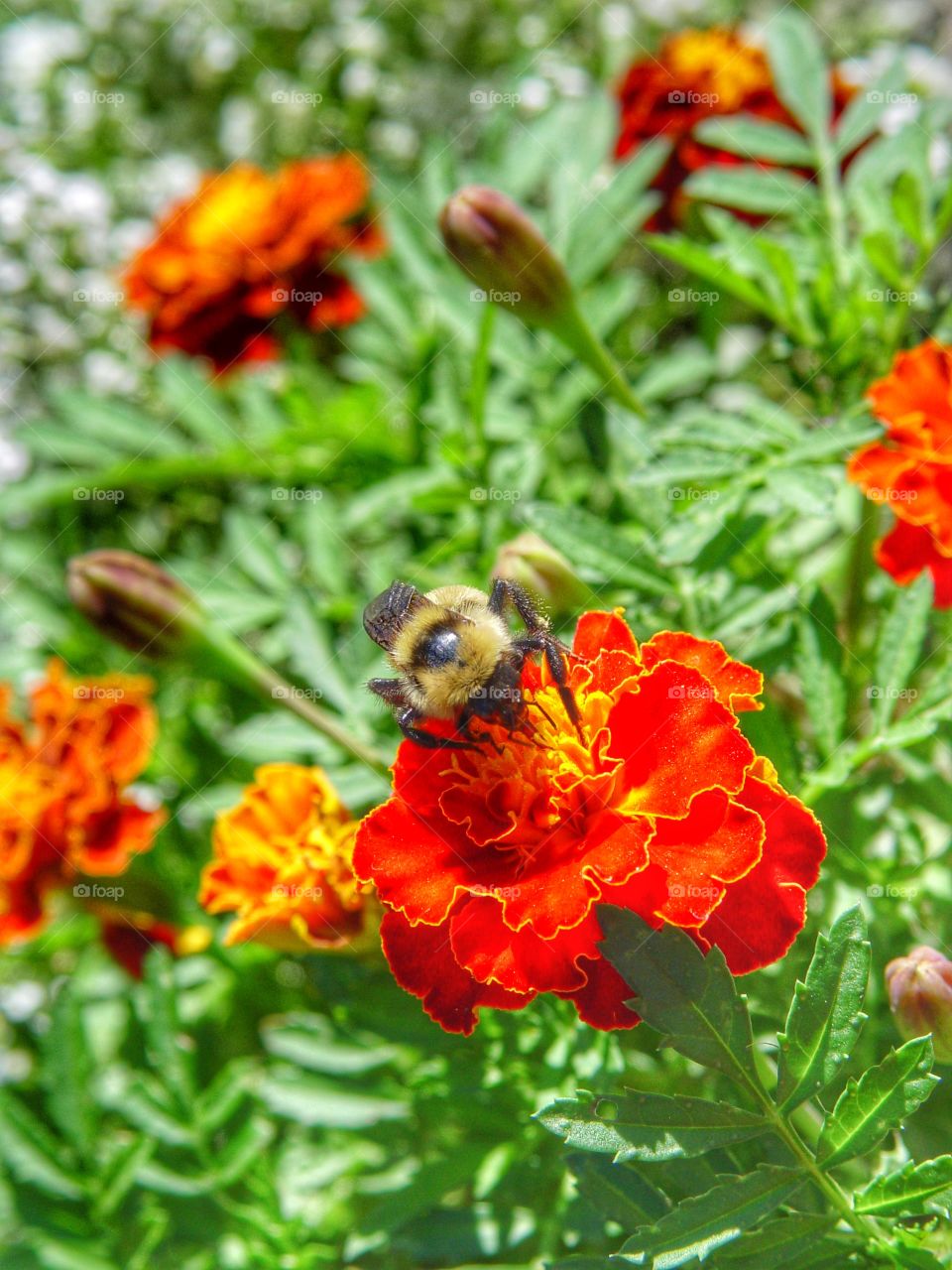 Bee on marigold flower