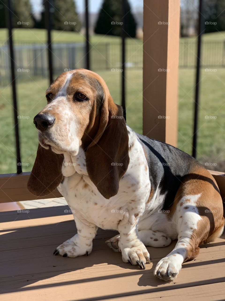 Basset hound dog