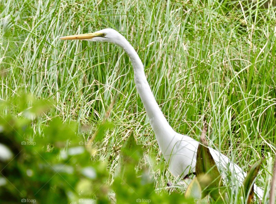 Great egret in tall grass 