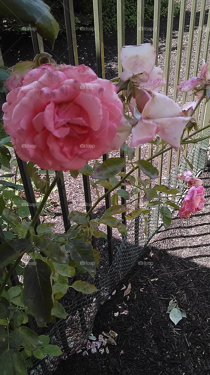 Fenced  roses. Working in the backyard