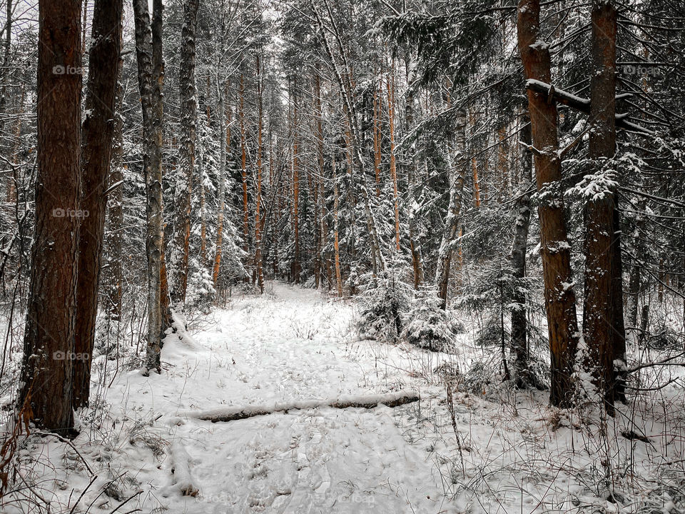 Winter landscape forest 