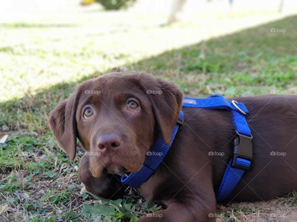 Puppy#angel#love#cute#outdoors#playing