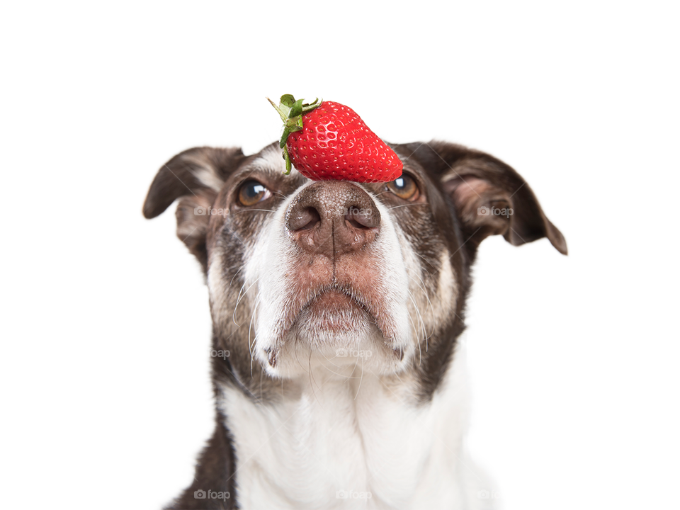 Dog with Strawberry - fruit