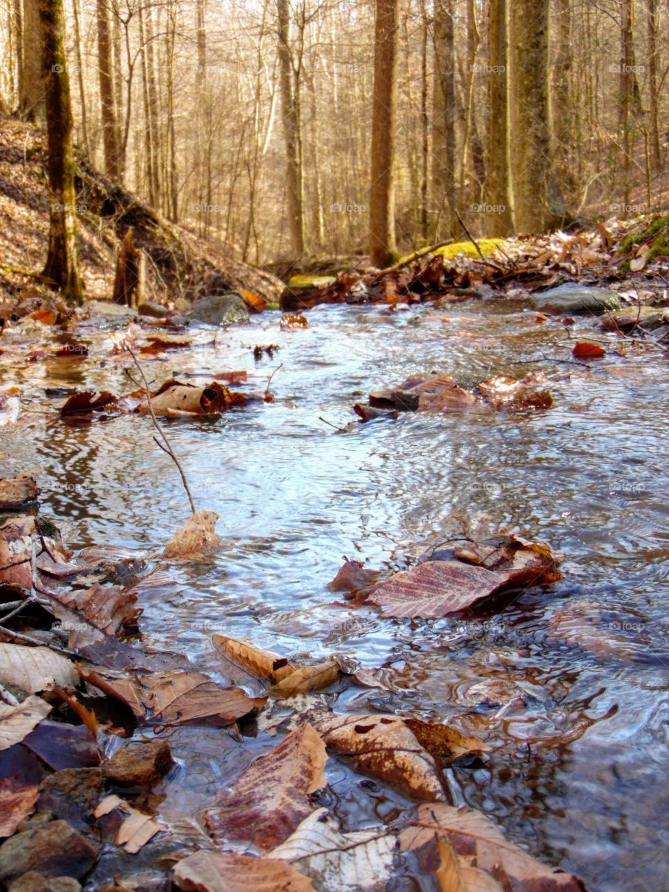 A creek running through a forest in wild & wonderful WV.