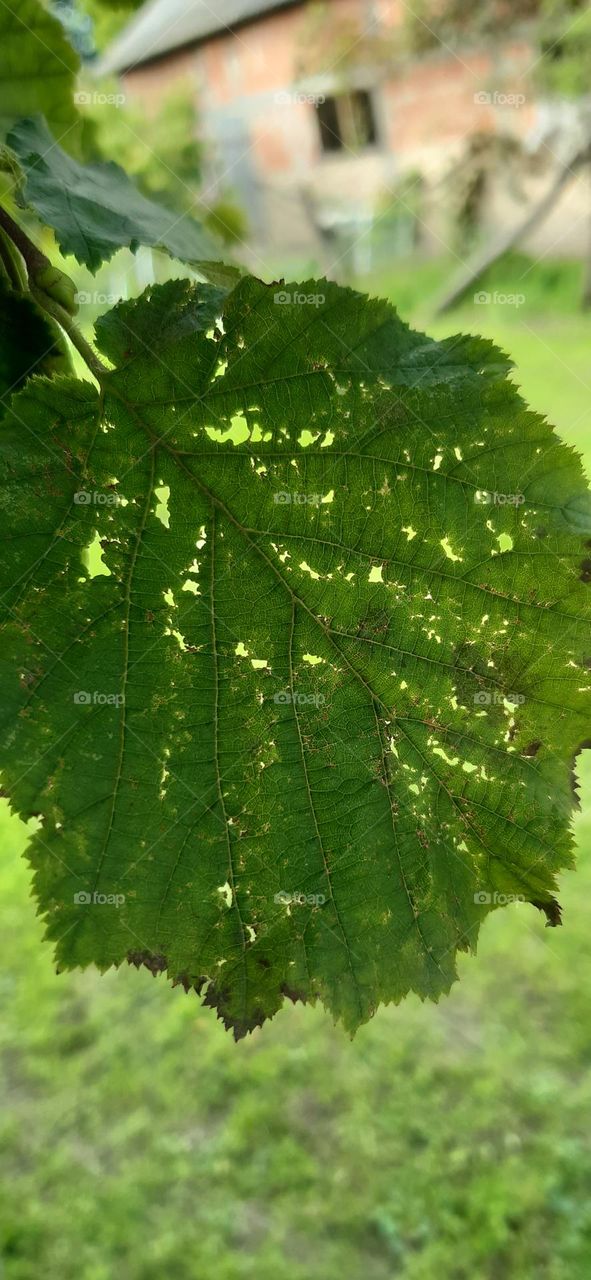 Hazelnut tree leaf