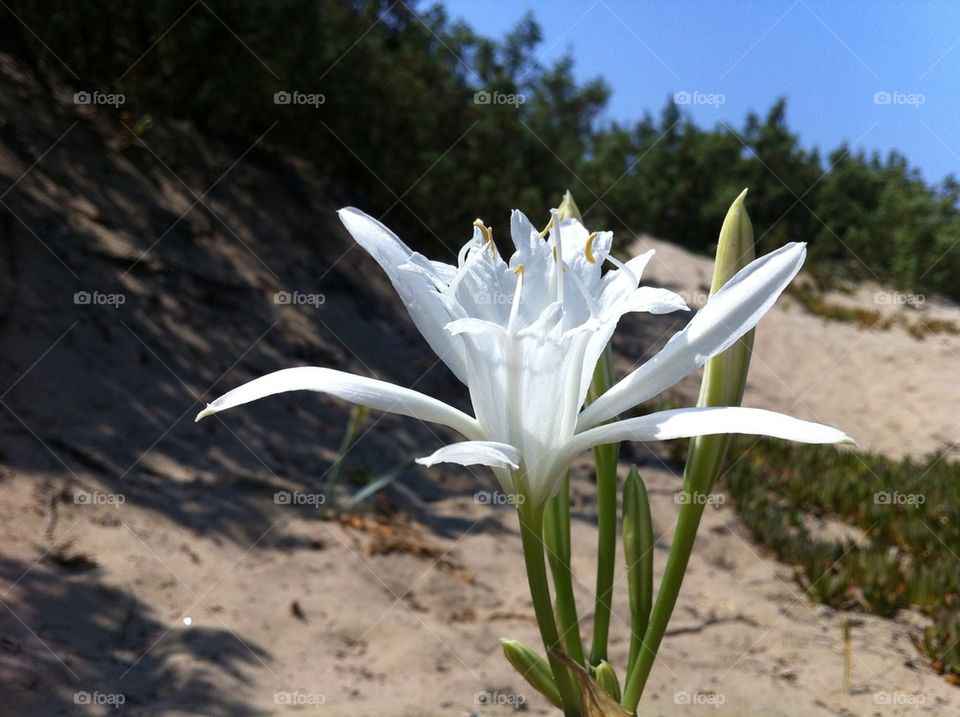 Sea daffodil