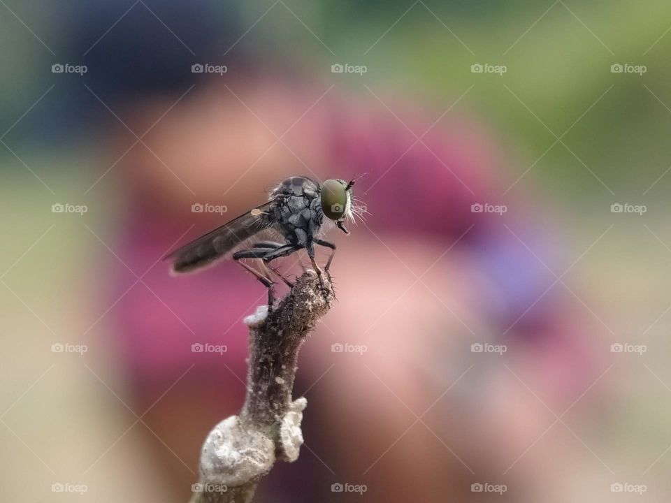 Robber fly over a wooden branch.