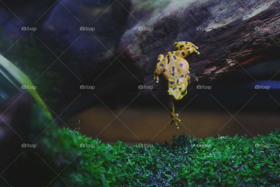 High angle view of frog on driftwood in lake