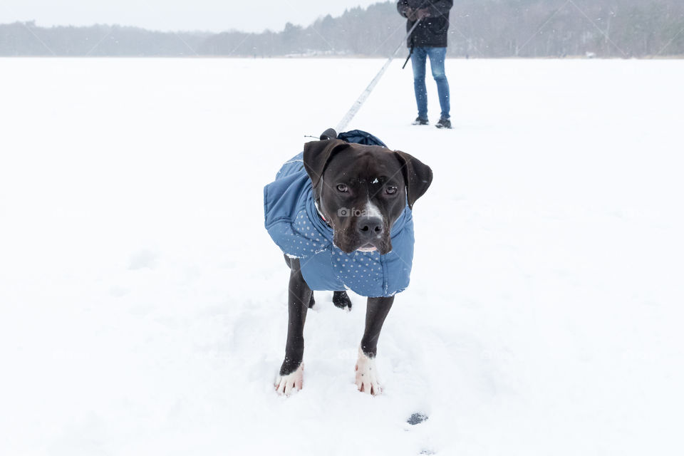 Dog on a leash wearing a winter coat on a cold snowy day, walking on frozen lake covered in snow 