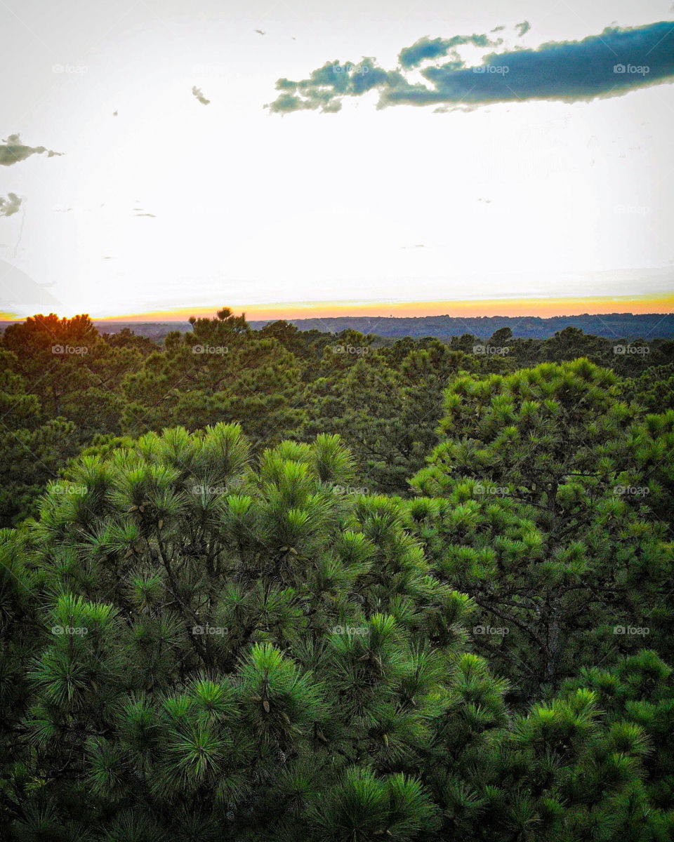 Flight above the pine tree forest