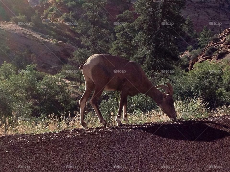animal usa parc naturel by JBMotillon