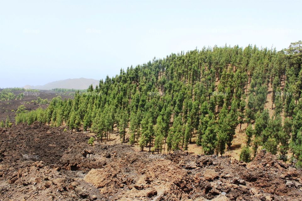 Landscape view of forest